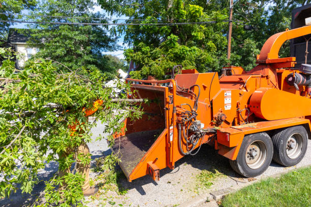 Best Tree Removal Near Me  in Johns Creek, GA